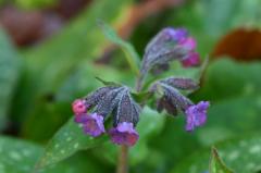 Pulmonaria affinis, 22 fvrier 2004, Holzart (64)