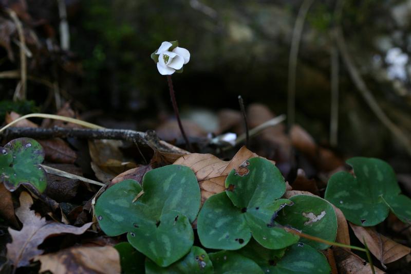 Hepatica nobilis, 22 fvrier 2004, Holzart (64)