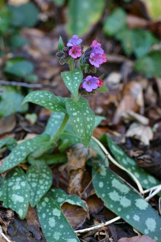 Pulmonaria affinis, 22 fvrier 2004, Holzart (64)