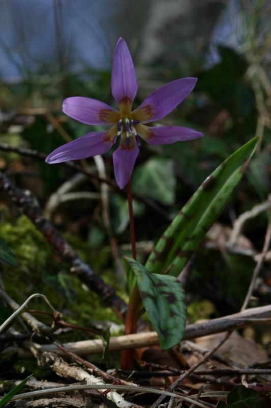 Erythronium dens-canis, 22 fvrier 2004, Holzart (64)