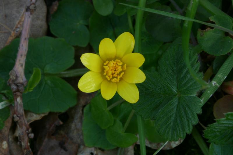 Ranunculus ficaria, 29 fvrier 2004, Salies de Barn (64)