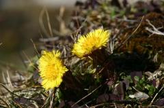 Tussilago farfara, 14 mars 2004, Bious Artigues (64)