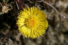 Tussilago farfara, 14 mars 2004, Bious Artigues (64)