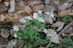 Isopyrum thalictroides, 20 mars 2004, Holzart (64)