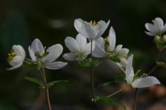 Isopyrum thalictroides, 20 mars 2004, Holzart (64)