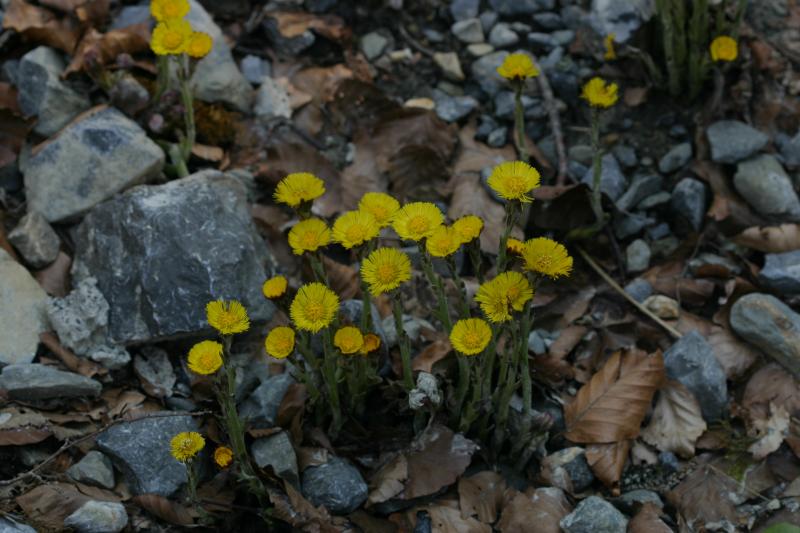 Tussilago farfara, 20 mars 2004,  Holzart (64)