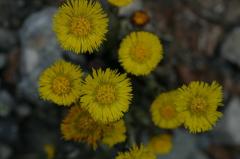 Tussilago farfara, 20 mars 2004,  Holzart (64)