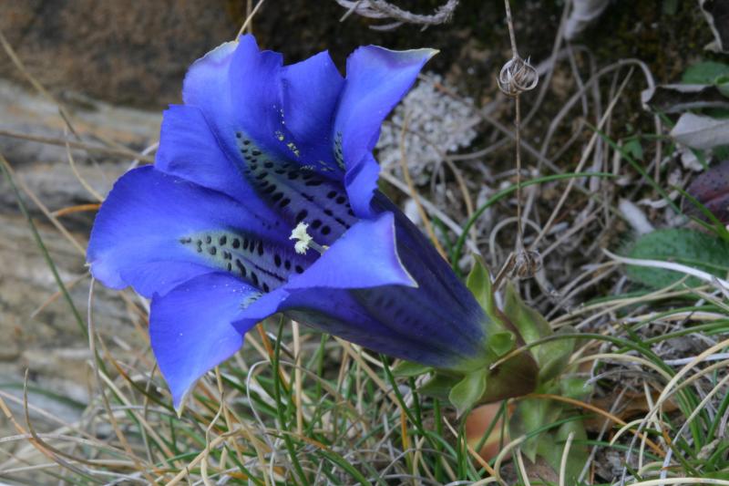 Gentiana acaulis, 20 mars 2004, Holzart (64)