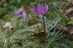 Erythronium dens-canis, 20 mars 2004, Holzart (64)