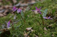 Erythronium dens-canis, 20 mars 2004, Holzart (64)