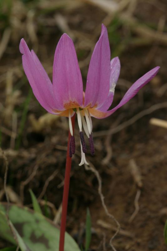 Erythronium dens-canis, 29 mars 2004, Holzart (64)