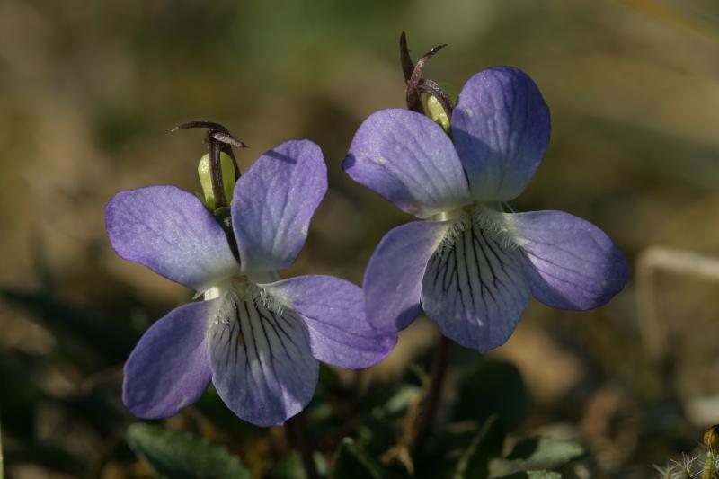 Viola lactea, 15 avril 2004, Salies de Barn (64)