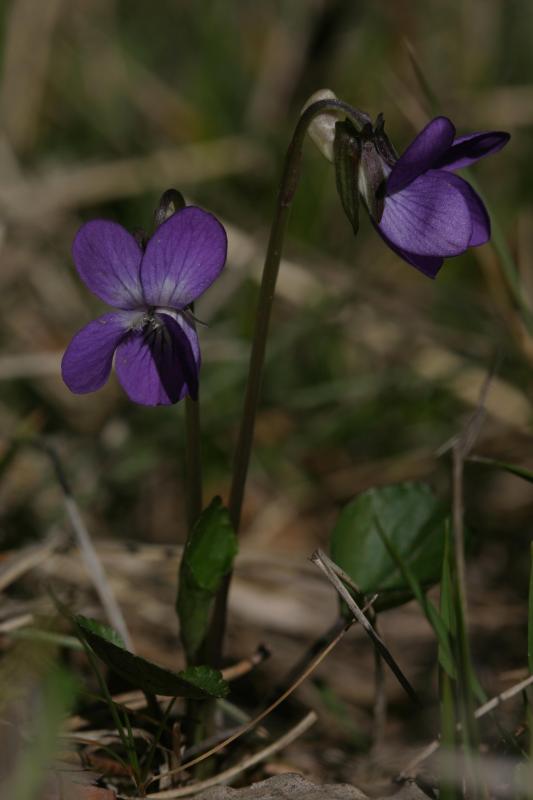 Viola riviniana, 25 avril 2004, Puerto de Oroel (Aragon)