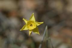 Narcissus requienii, 25 avril 2004, Puerto de Oroel (Aragon)