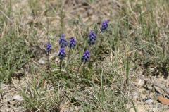 Muscari neglectum, 25 avril 2004, Jaca (Aragon))