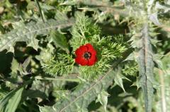 Adonis aestivalis, 25 avril 2004,  (Aragon)