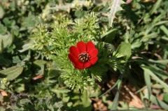 Adonis aestivalis, 25 avril 2004,  (Aragon)