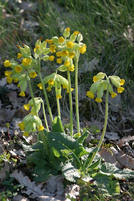 Primula veris, 25 avril 2004, Jaca (Aragon)