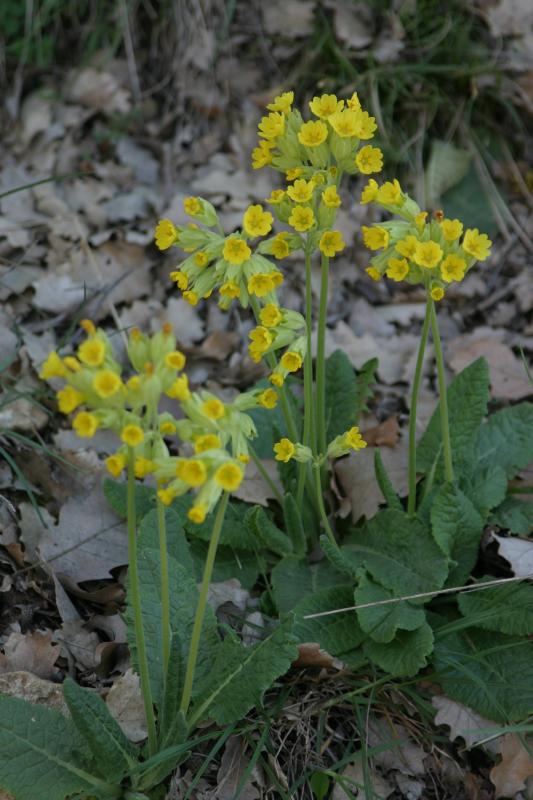 Primula veris, 25 avril 2004, Jaca (Aragon)