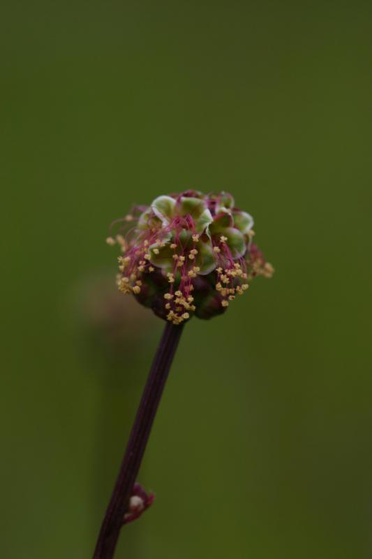 Sanguisorba minor, 10 mai 2004, Morcenx (40)