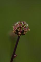 Sanguisorba minor, 10 mai 2004, Morcenx (40)