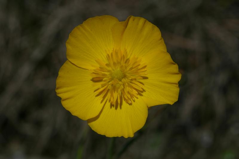 Ranunculus gramineus, 16 mai 2004, Erro (Navarre)