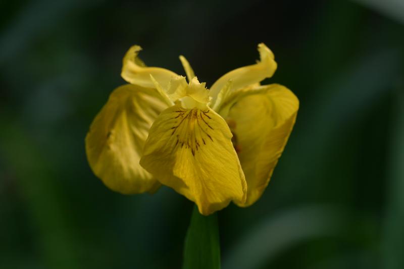 Iris pseudacorus, 20 Mai 2004, Villenave (40)