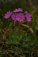 Primula farinosa, 21 mai 2004, Bious Artigues (64)