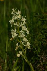 Orchis provincialis, 23 mai 2004, Erro (Navarre)