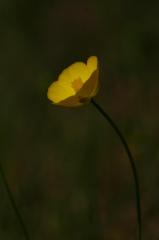 Ranunculus gramineus, 23 mai 2004, Erro (Navarre)