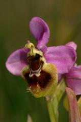 Ophrys tenthredinifera, 23 mai 2004, Erro (Navarre)