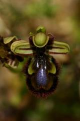 Ophrys ciliata, 23 mai 2004, Artajona (Navarre)