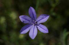 Aphyllanthes monpeliensis, 25 mai 2004, Pampelune (Navarre)