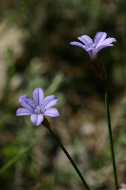 Aphyllanthes monpeliensis, 25 mai 2004, Pampelune (Navarre)