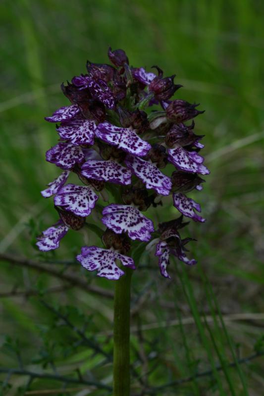 Orchis purpurea, 23 mai 2004, Pampelune (Navarre)