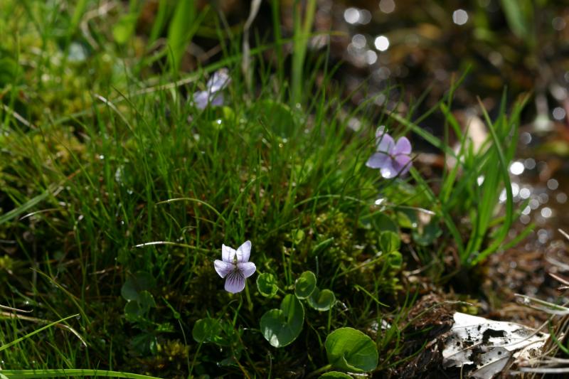 Viola palustris, 25 mai 2004, Bious Artigue (64)