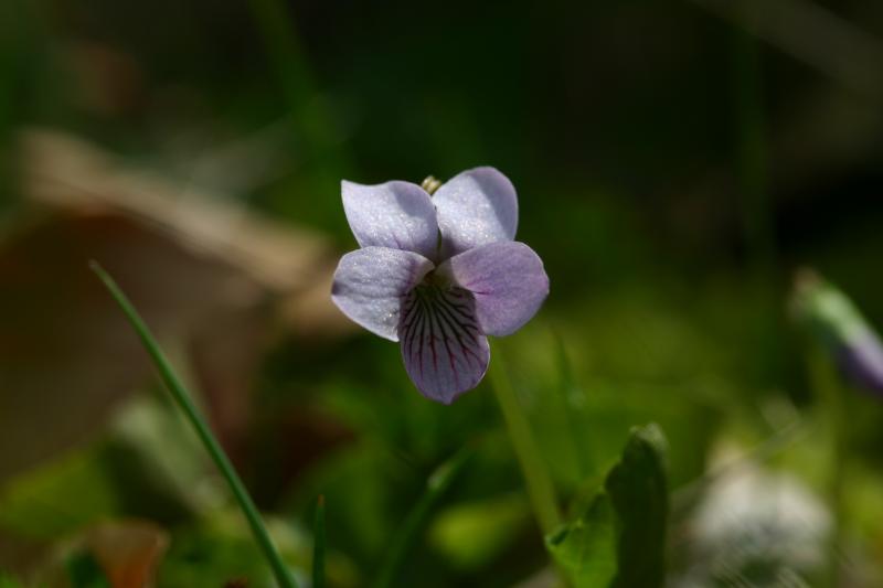 Viola palustris, 25 mai 2004, Bious Artigue (64)