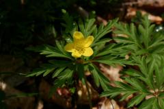 Anemone ranunculodes, 25 mai 2004, Bious Artigues (64)