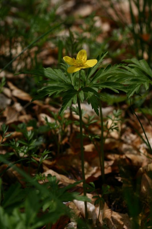 Anemone ranunculodes, 25 mai 2004, Bious Artigues (64)