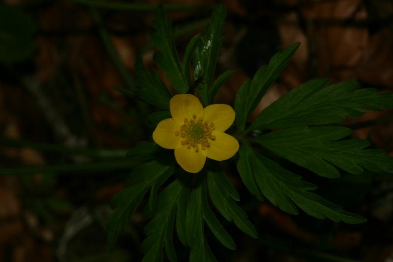 Anemone ranunculodes, 25 mai 2004, Bious Artigues (64)