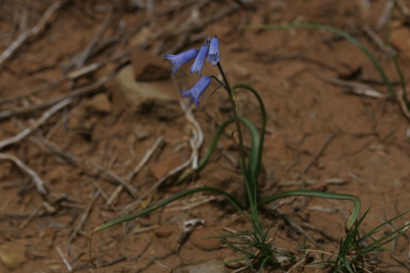 Brimeura amethystina, 31 mai 2004, Puerto de Oroel, Jaca (Aragon)