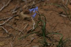 Brimeura amethystina, 31 mai 2004, Puerto de Oroel, Jaca (Aragon)