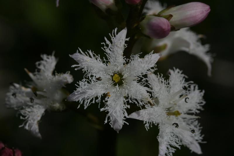 Menyanthes trifoliata, 31 mai 2004, Formigal (Aragon)