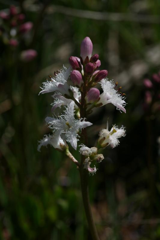 Menyanthes trifoliata, 31 mai 2004, Formigal (Aragon)