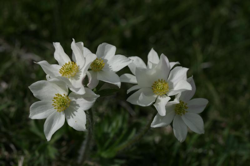 Anemone narcissiflora, 31 mai 2004, Pourtalet (64)