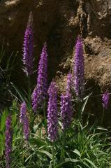 Dactylorhiza incarnata, 03 juillet 2004, Valle de Tena (Aragon)