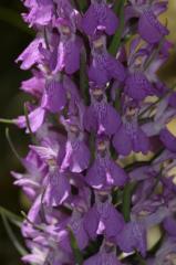 Dactylorhiza incarnata, 03 juillet 2004, Valle de Tena (Aragon)