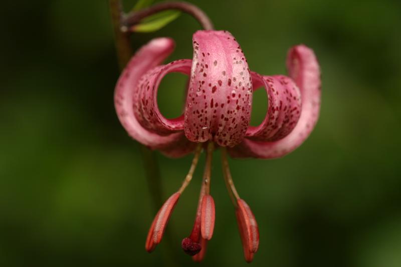 Lilium martagon, 11 juillet 2003, Bious Artigues (64)