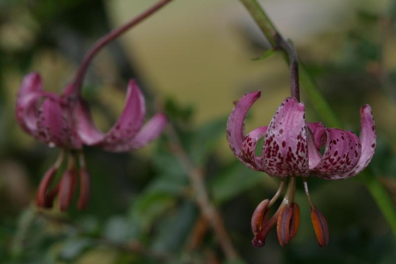 Lilium martagon, 11 juillet 2003, Bious Artigues (64)