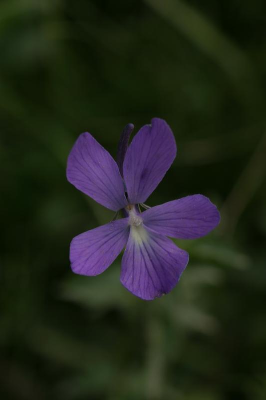 Viola cornuta, 18 juillet 2004, Col du Pourtalet (Aragon)